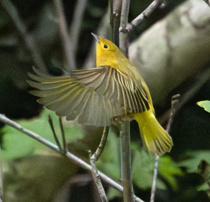 Northern Yellow Warbler - ML643492025