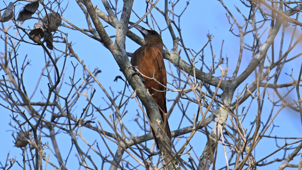 Great Rufous Woodcreeper - ML643492028