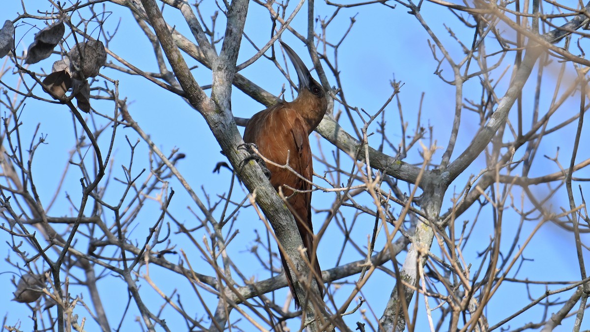 Great Rufous Woodcreeper - ML643492039