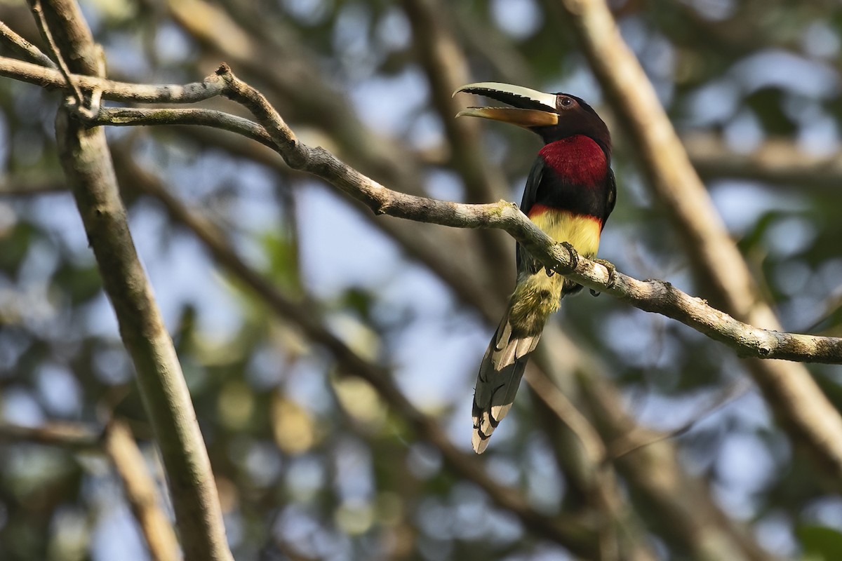 Ivory-billed Aracari - ML643492040