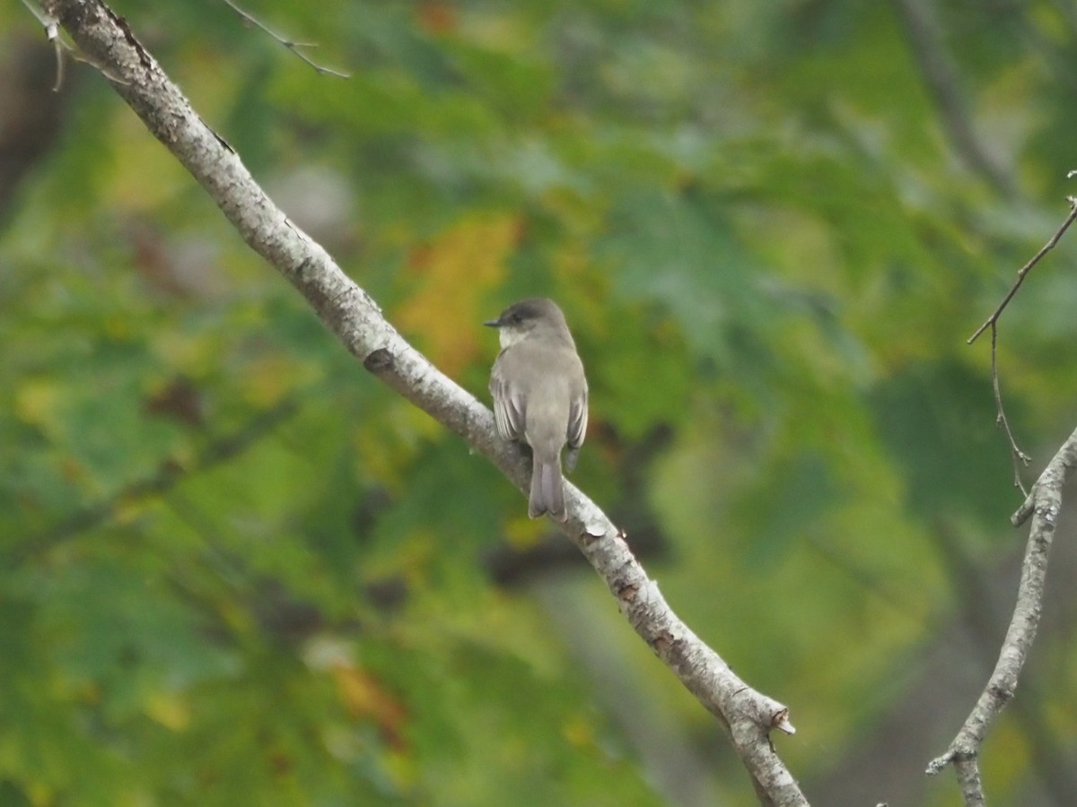 Eastern Phoebe - ML643492042