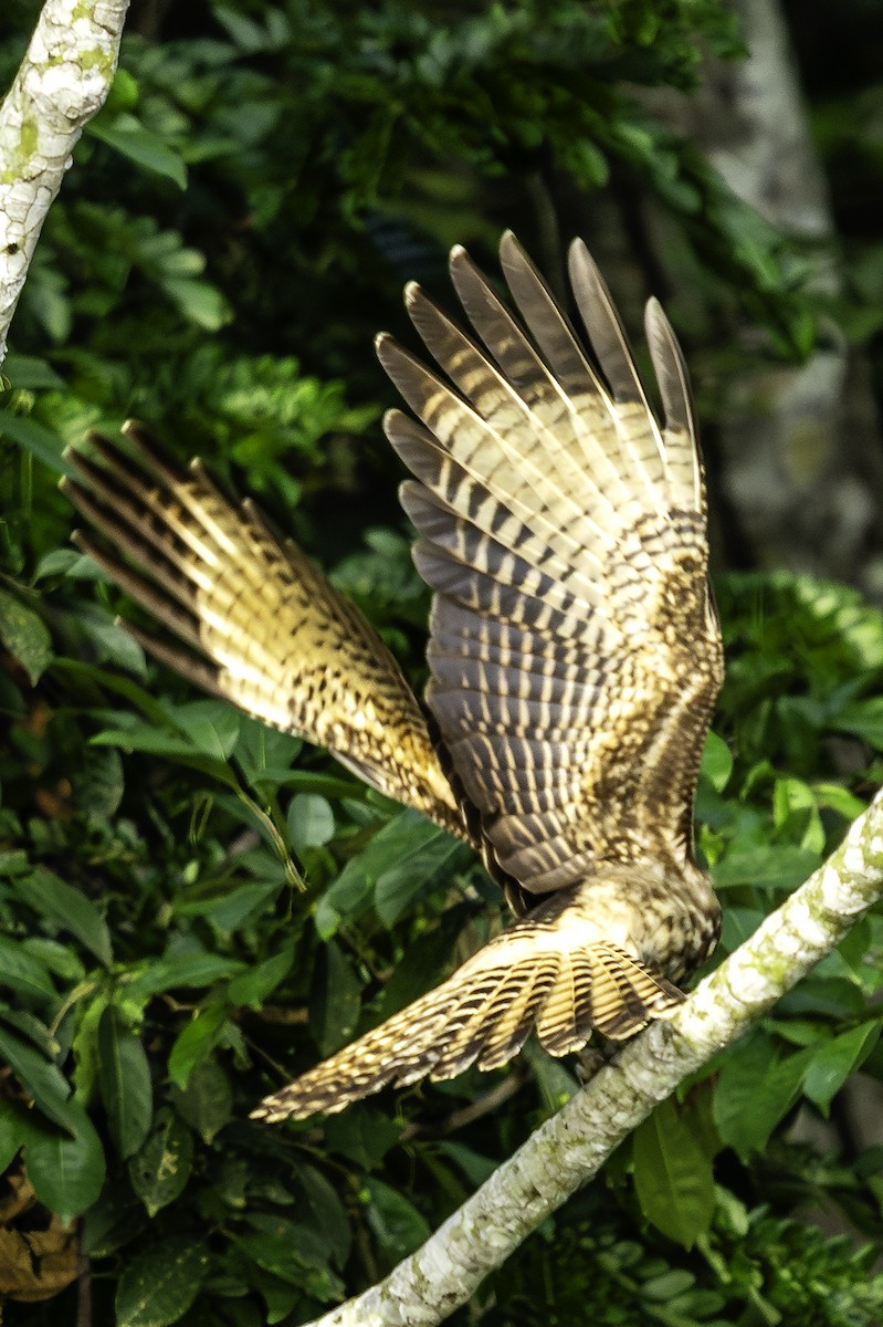 Yellow-headed Caracara - ML643492043
