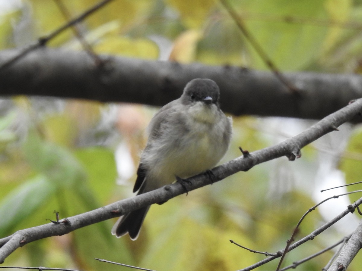 Eastern Phoebe - ML643492045