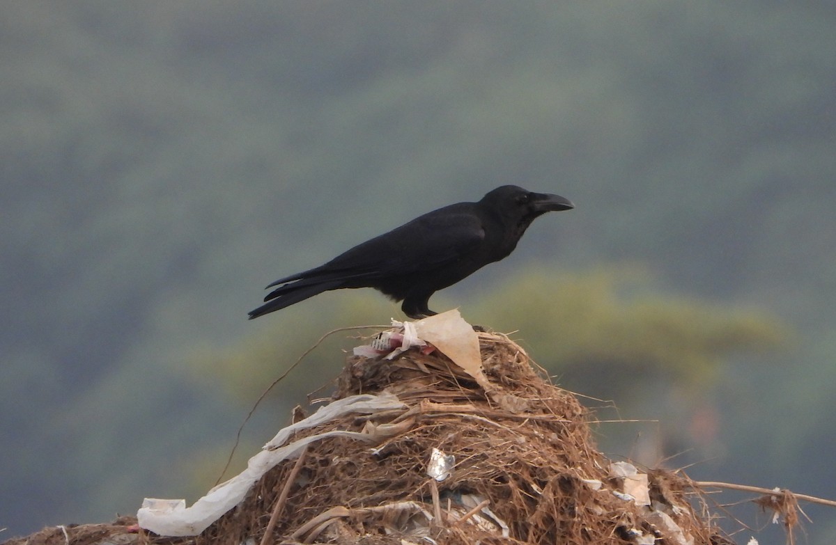 Large-billed Crow - ML643492058