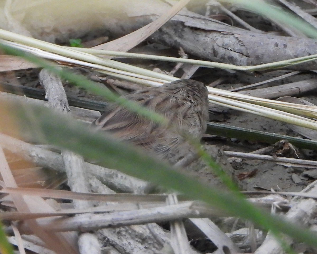 Delicate Prinia - ML643492100