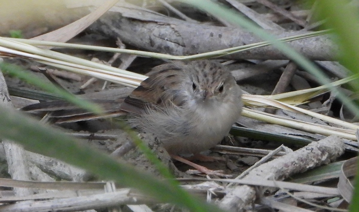 Delicate Prinia - ML643492101