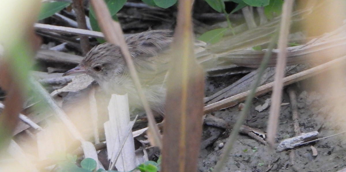 Delicate Prinia - ML643492102