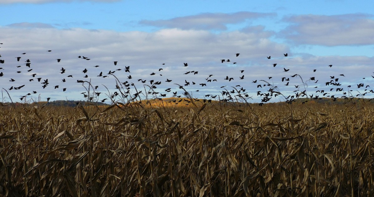 Rusty Blackbird - ML643492107