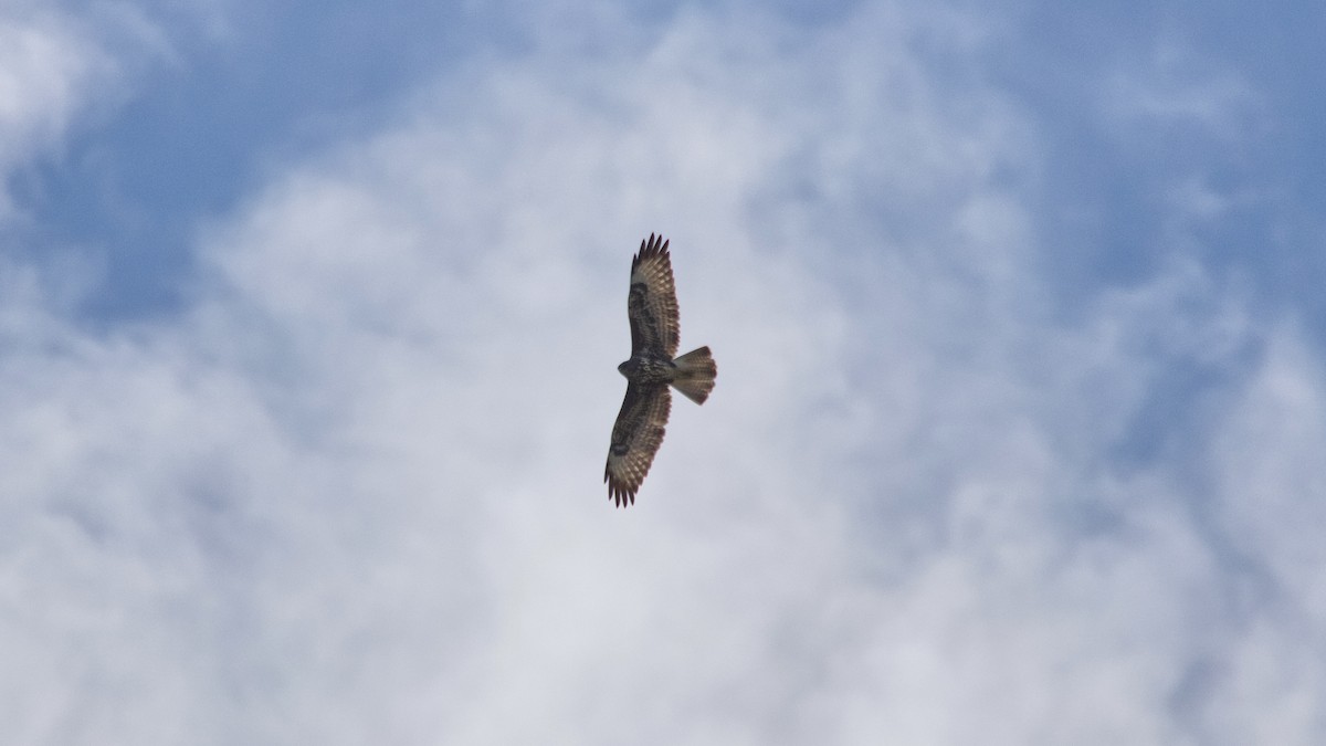 Buse variable (buteo) - ML643492112