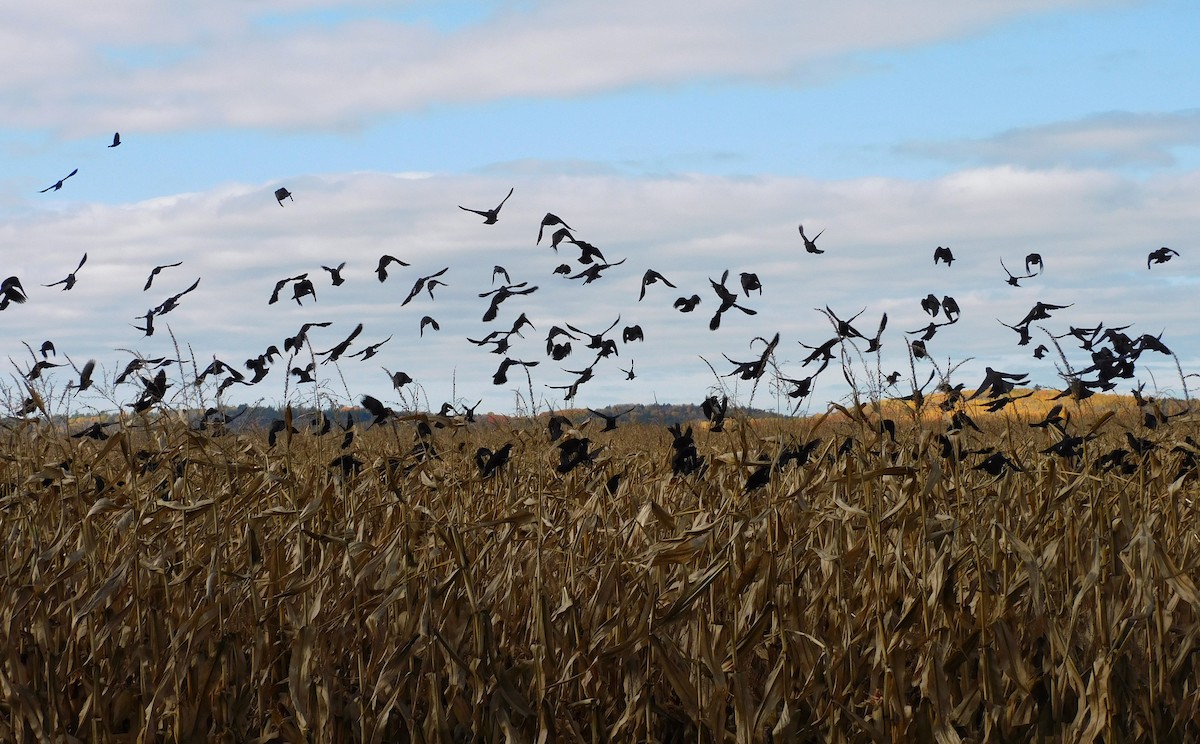 Rusty Blackbird - ML643492113