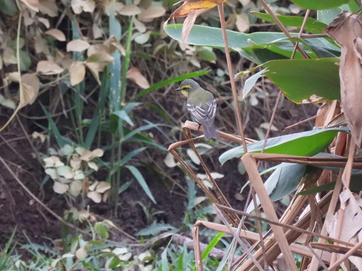 Yellow-browed Tyrant - ML643492128