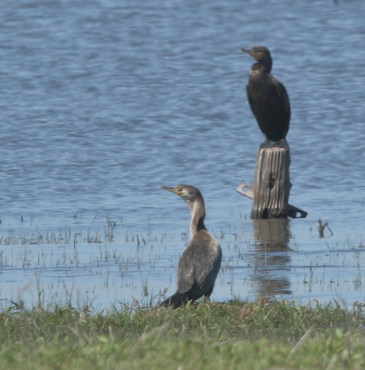 Neotropic Cormorant - ML643492150