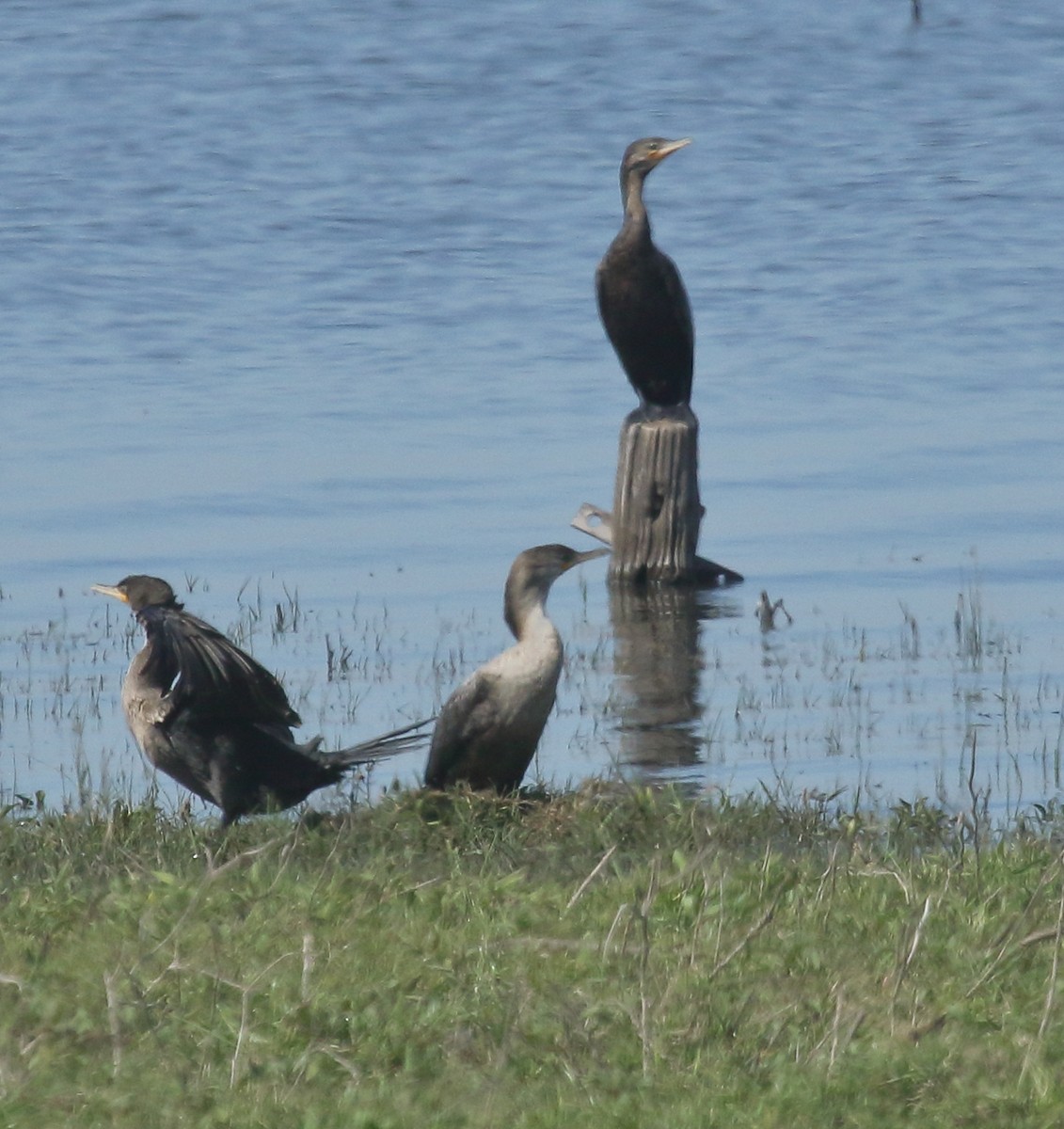 Neotropic Cormorant - ML643492151