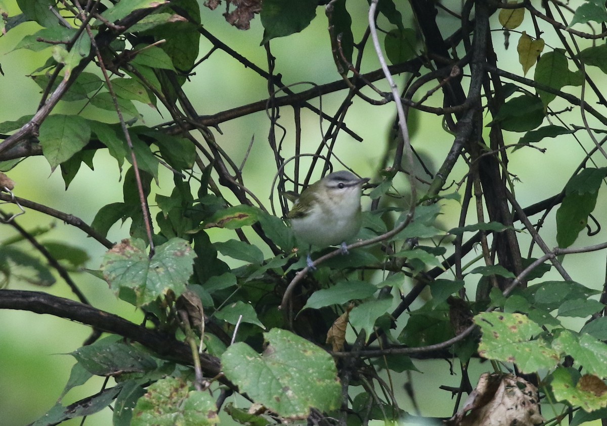 Red-eyed Vireo - ML643492153