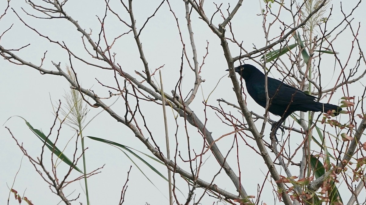 Boat-tailed Grackle - ML643492168