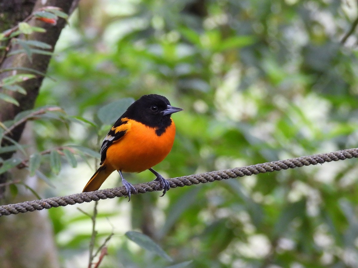 Baltimore Oriole - ML643492172