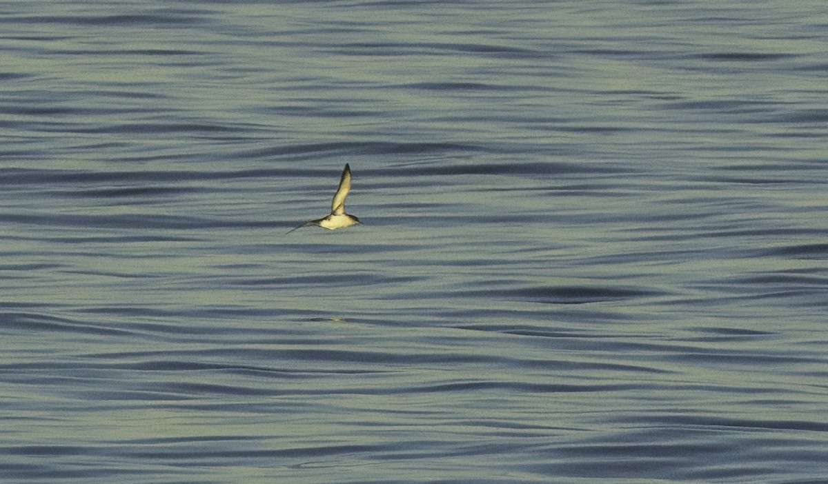 Puffin yelkouan - ML643492245