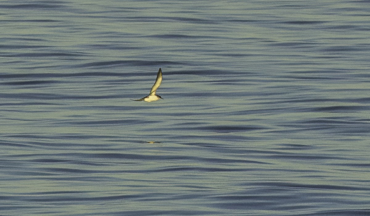 Puffin yelkouan - ML643492249