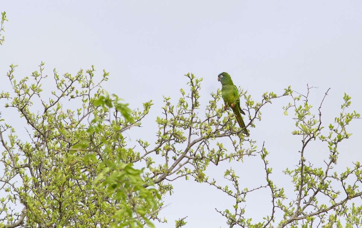 Blue-crowned Parakeet - ML643492253