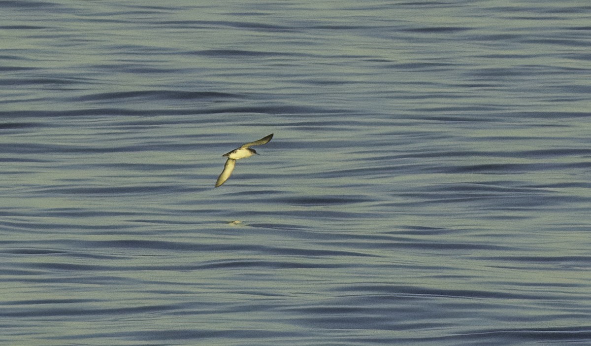 Puffin yelkouan - ML643492254