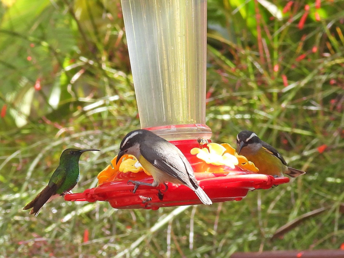 Bananaquit - ML643492270
