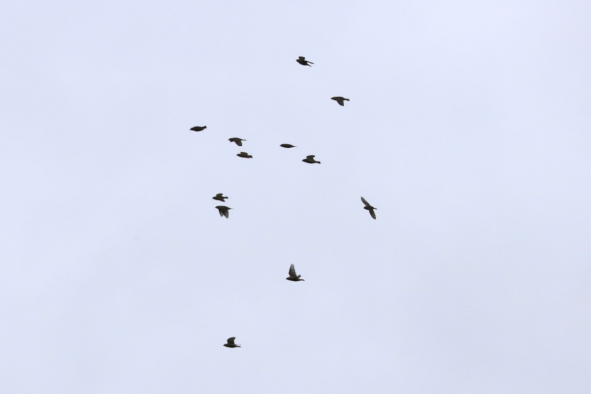 Bobolink - ML643492284