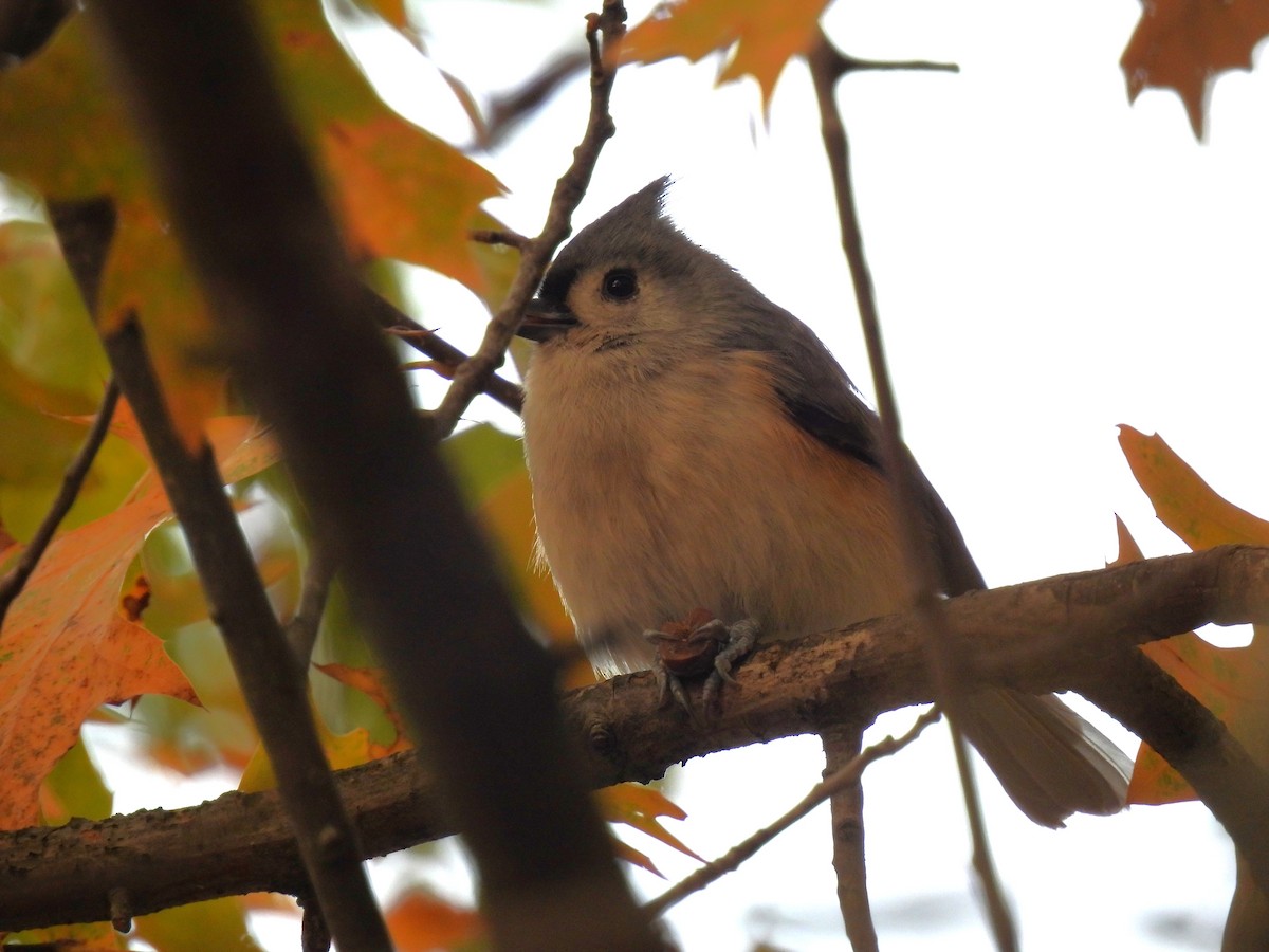 Tufted Titmouse - ML643492293