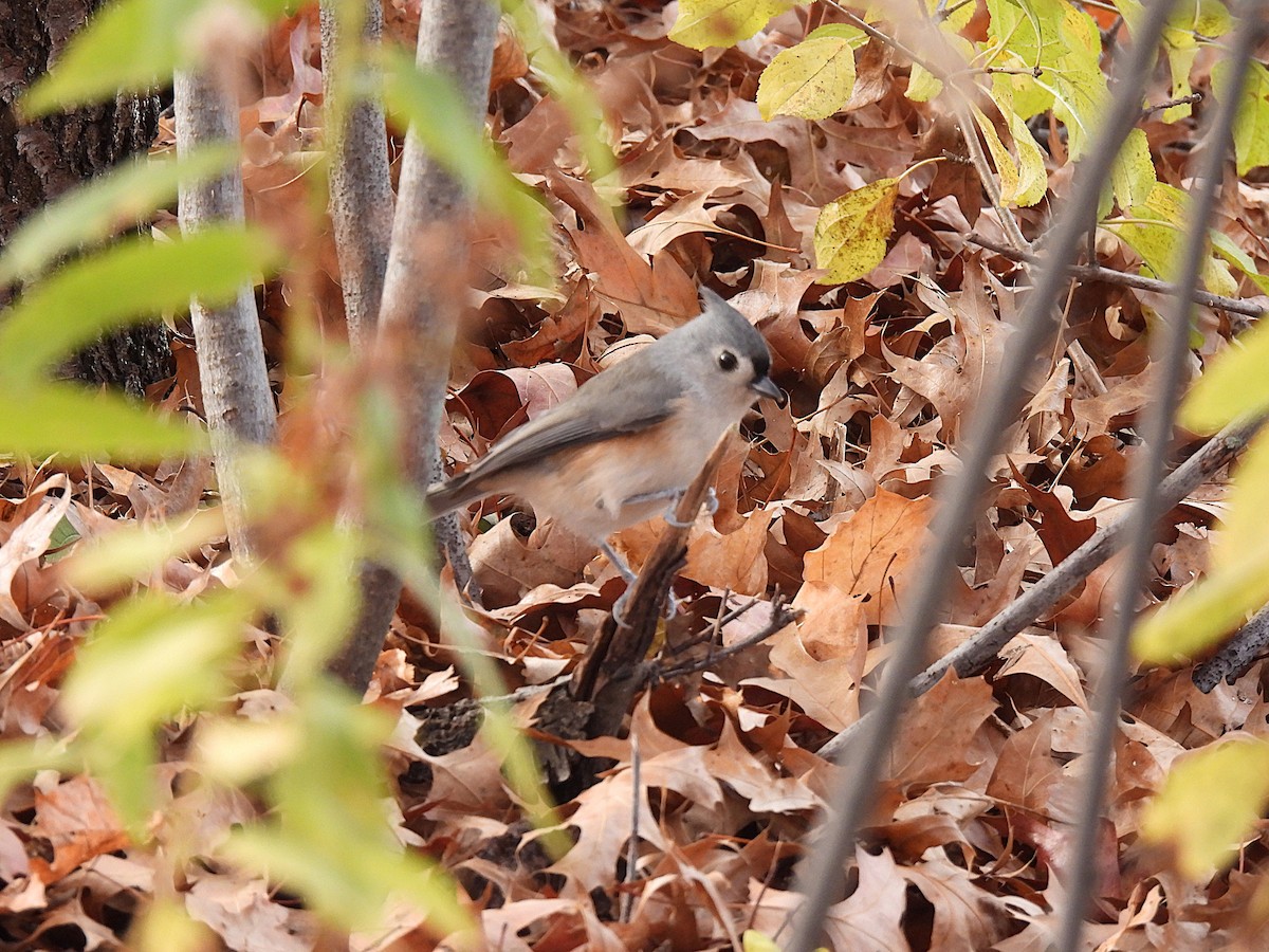 Tufted Titmouse - ML643492294