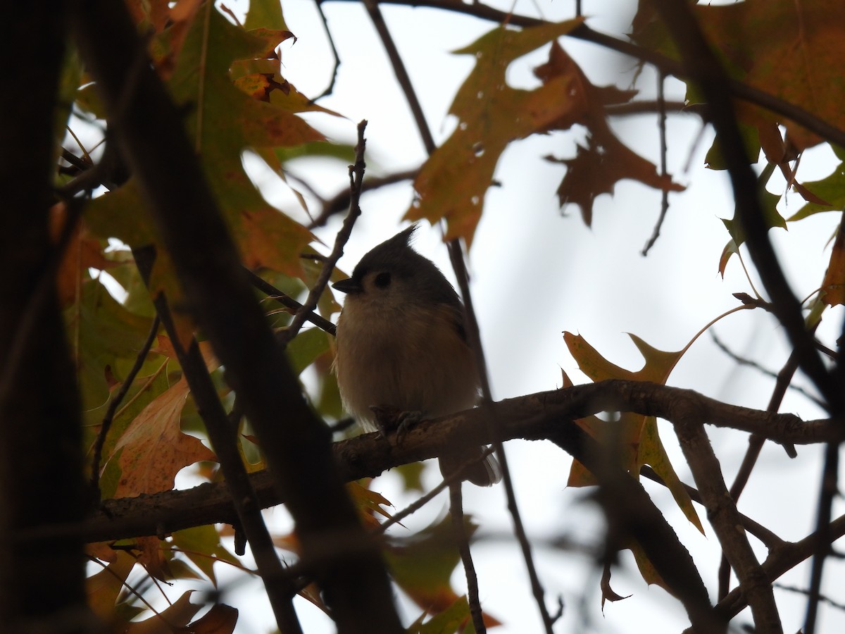 Tufted Titmouse - ML643492296