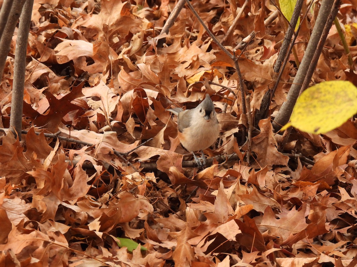 Tufted Titmouse - ML643492297
