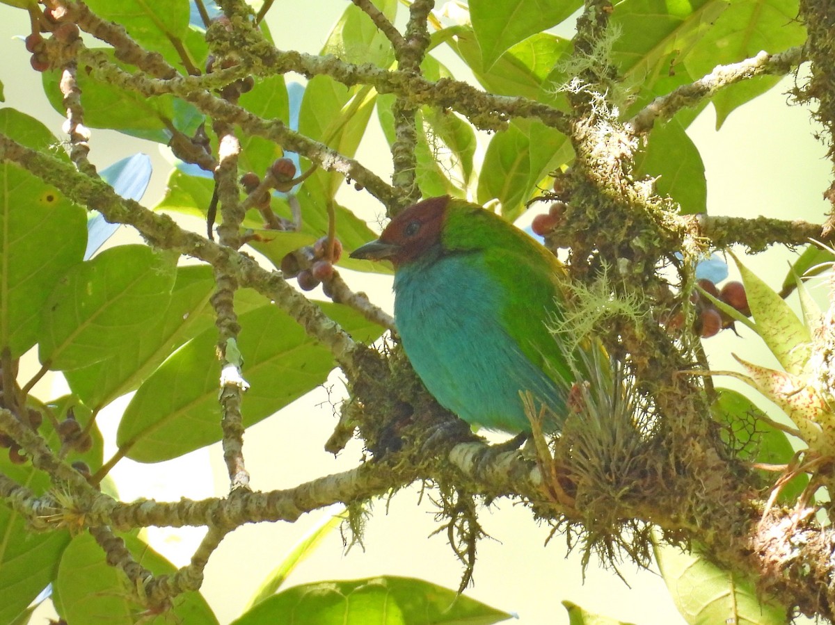 Bay-headed Tanager - ML643492331
