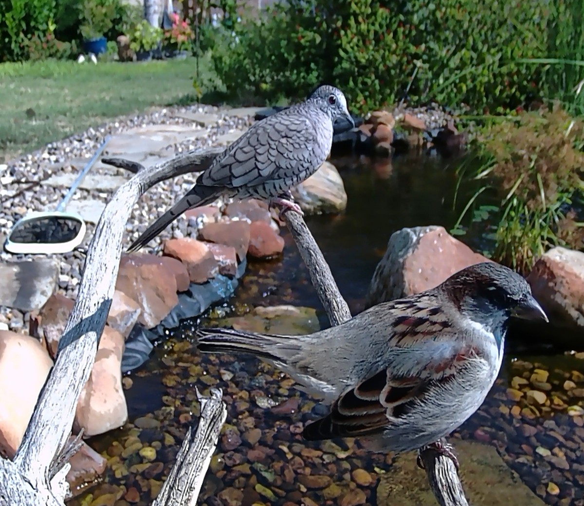 Inca Dove - ML643492332