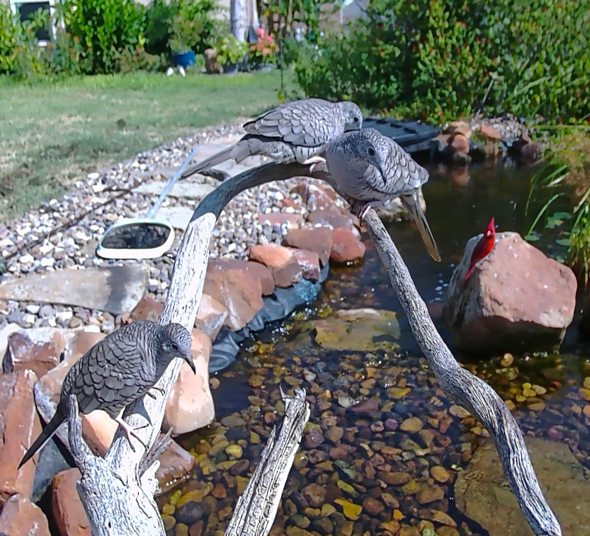 Inca Dove - ML643492333