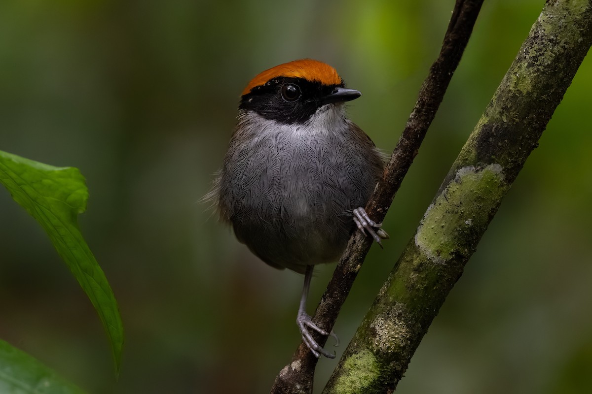 Black-cheeked Gnateater - ML643492338