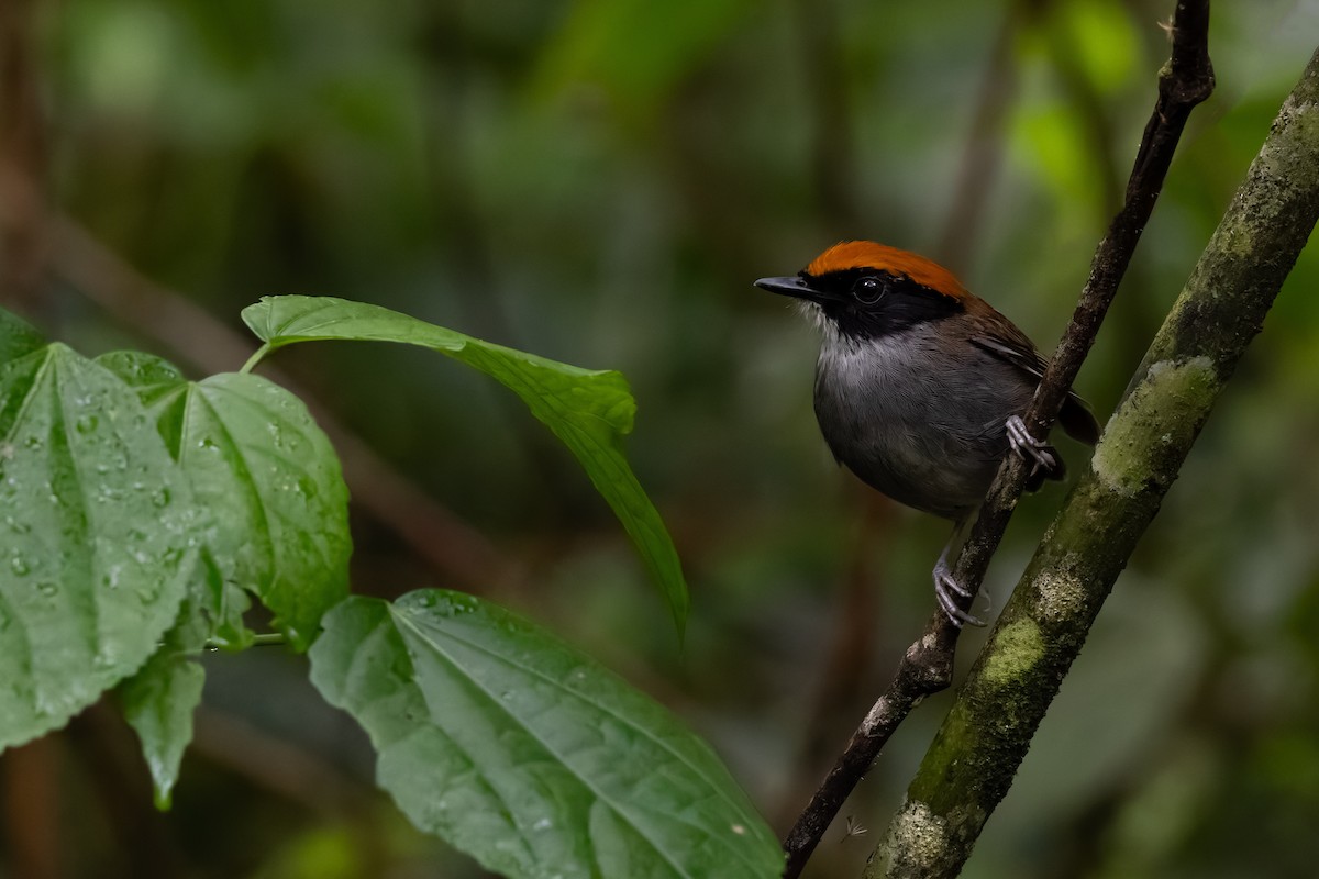 Black-cheeked Gnateater - ML643492340