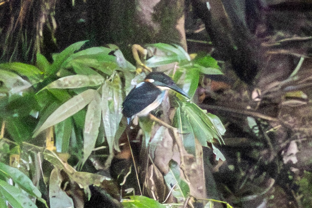 Malaysian Blue-banded Kingfisher - ML643492342