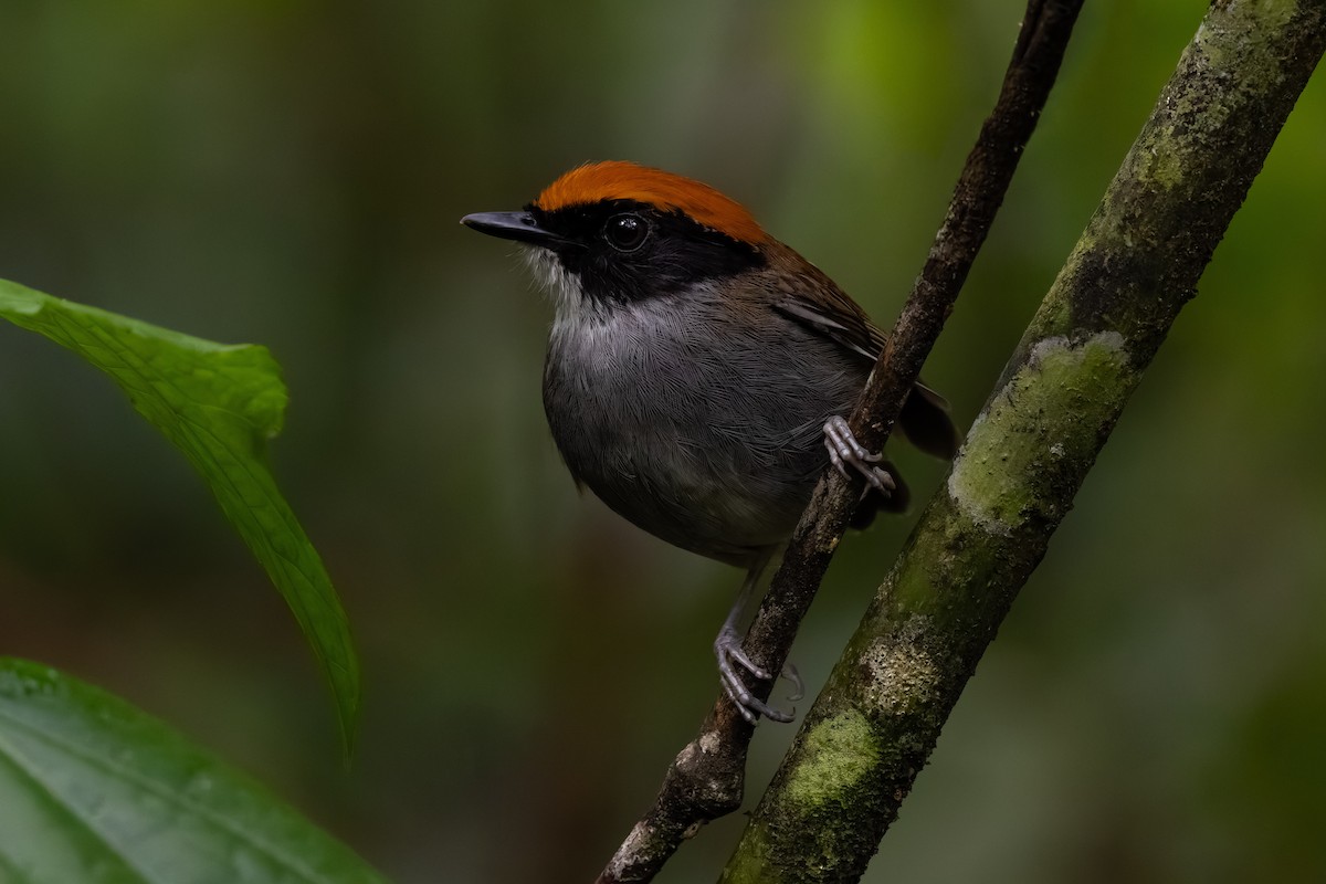 Black-cheeked Gnateater - ML643492343