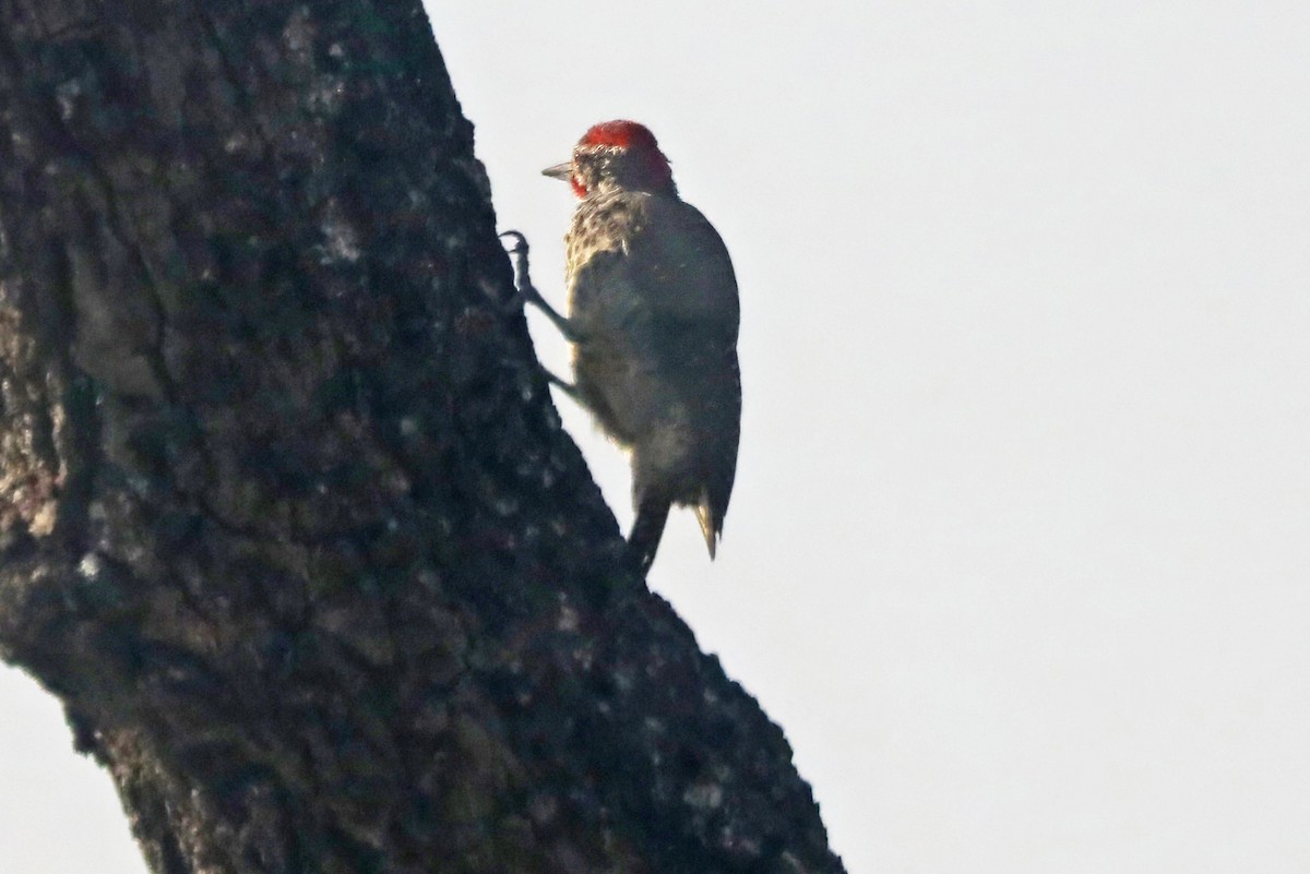 Nubian Woodpecker - ML643492344