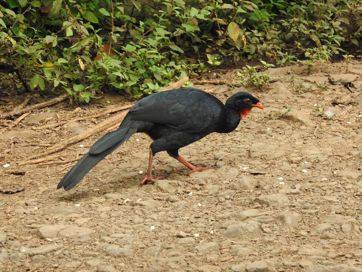 Highland Guan - ML643492351