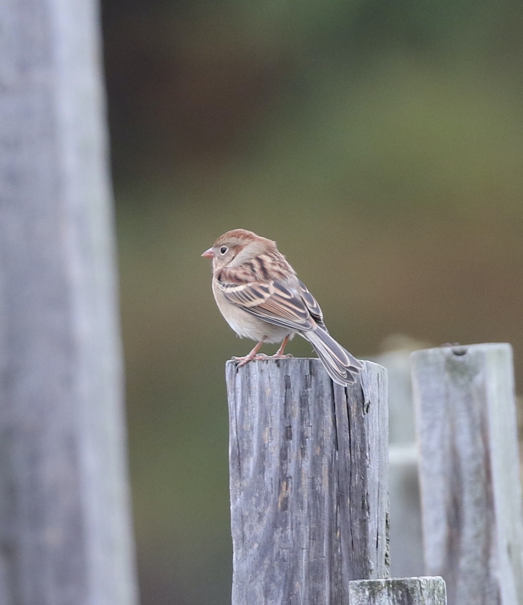 Field Sparrow - ML643492379
