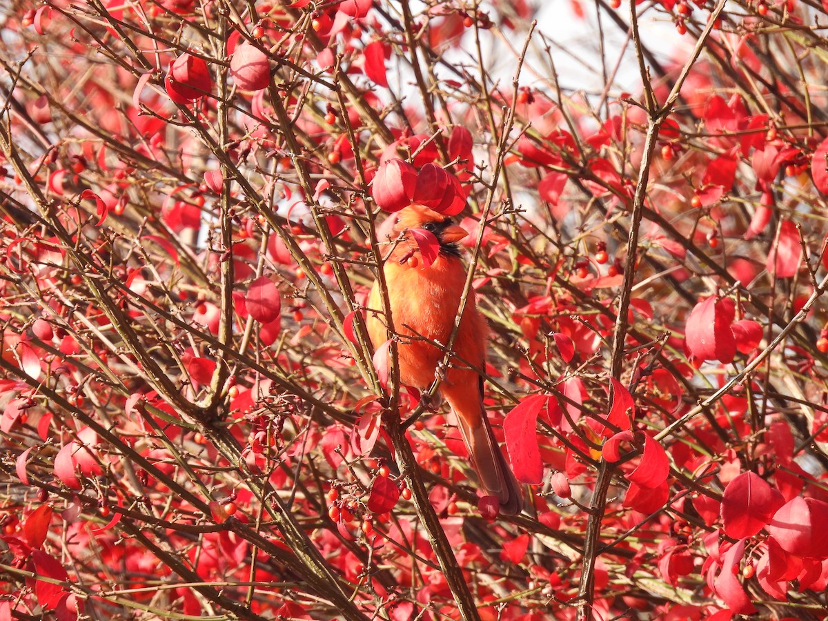 Northern Cardinal - ML643492381