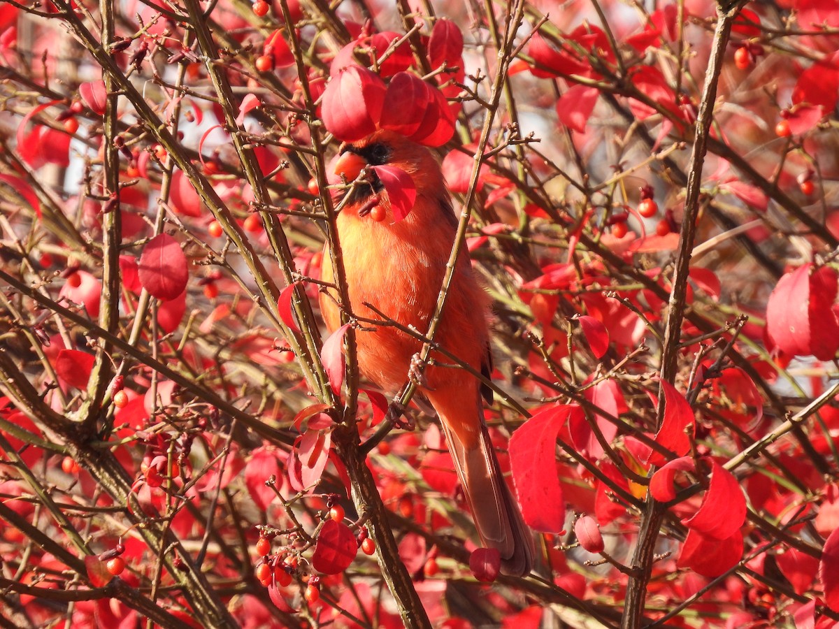 Northern Cardinal - ML643492382