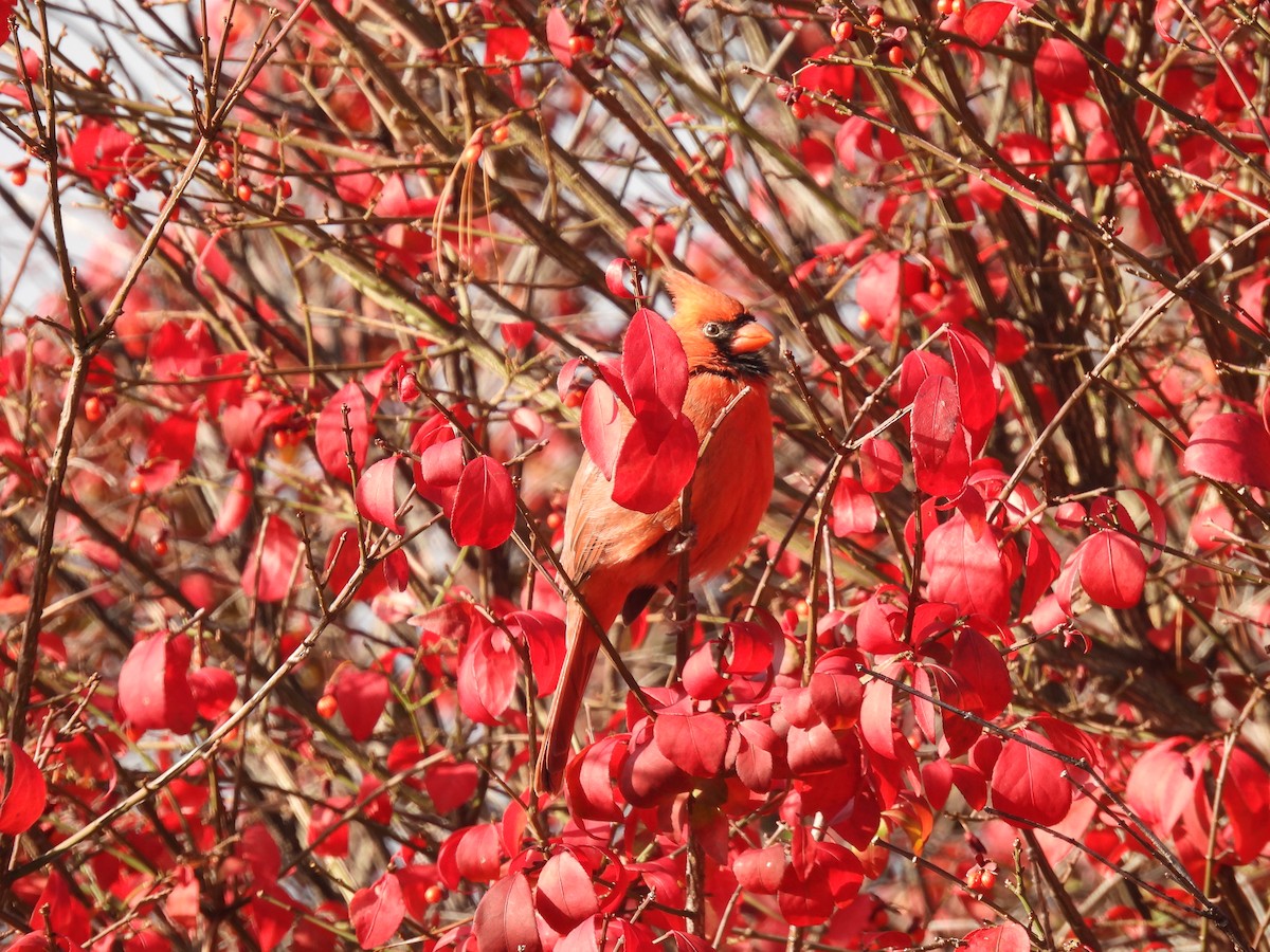 Northern Cardinal - ML643492383