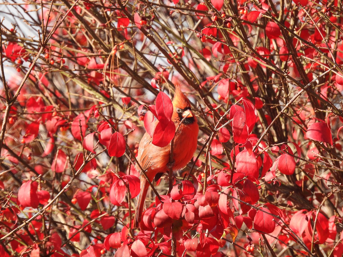 Northern Cardinal - ML643492384
