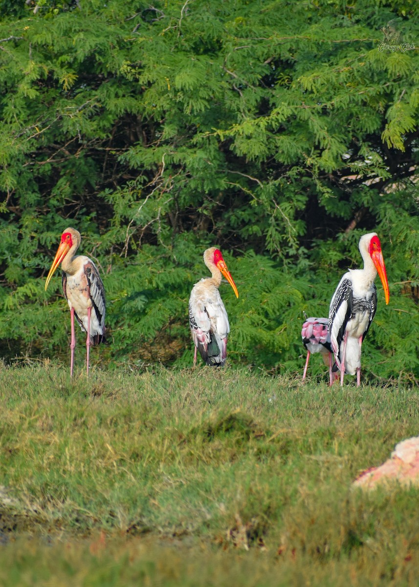 Painted Stork - ML643492404