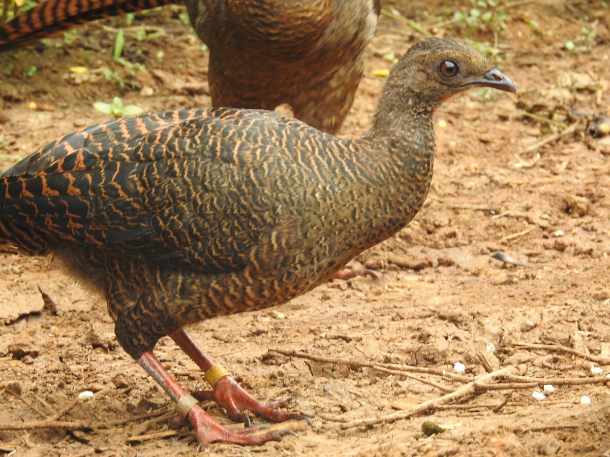 Highland Guan - ML643492408