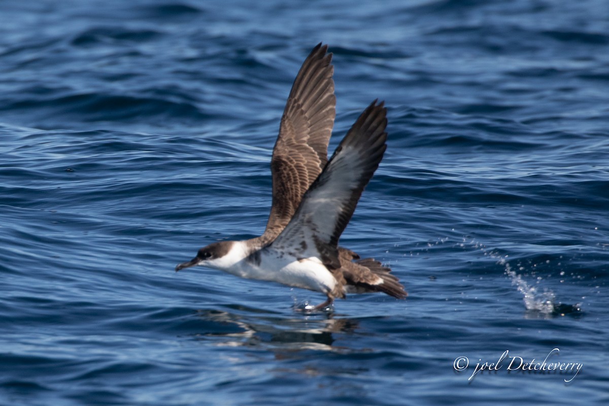 Great Shearwater - ML643492421
