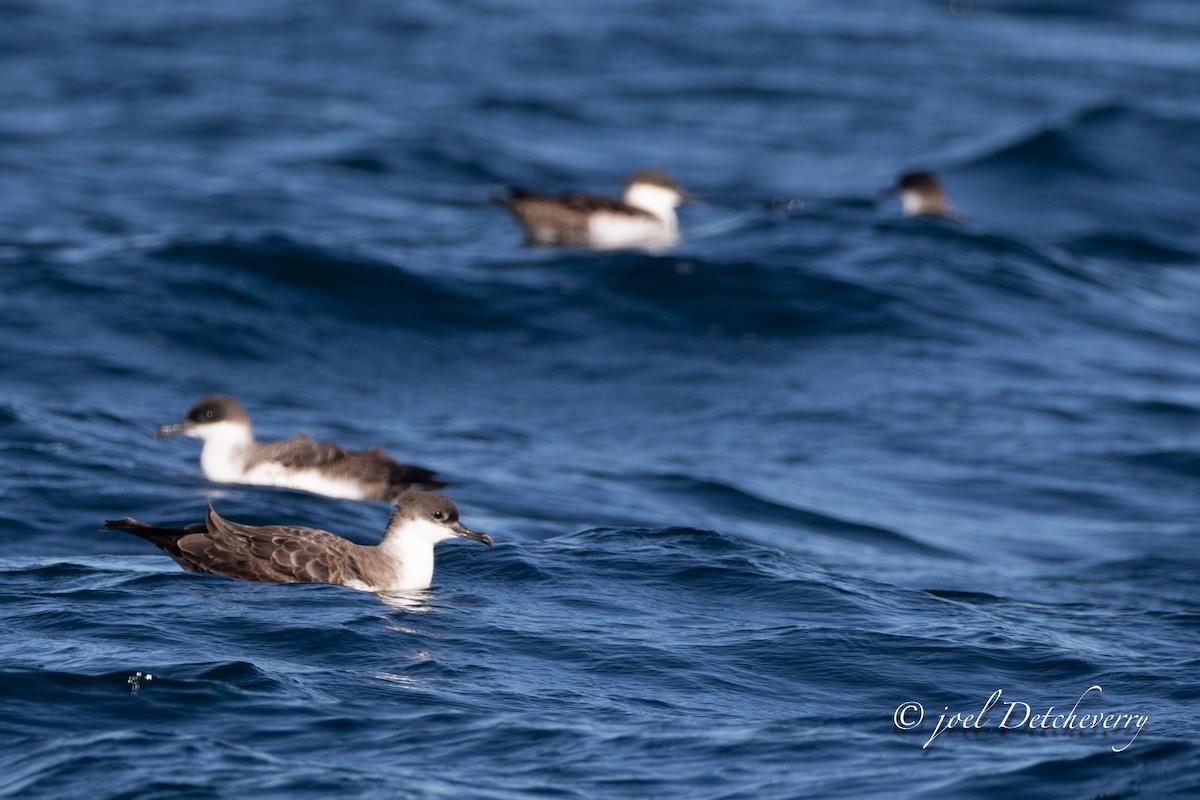 Great Shearwater - ML643492422