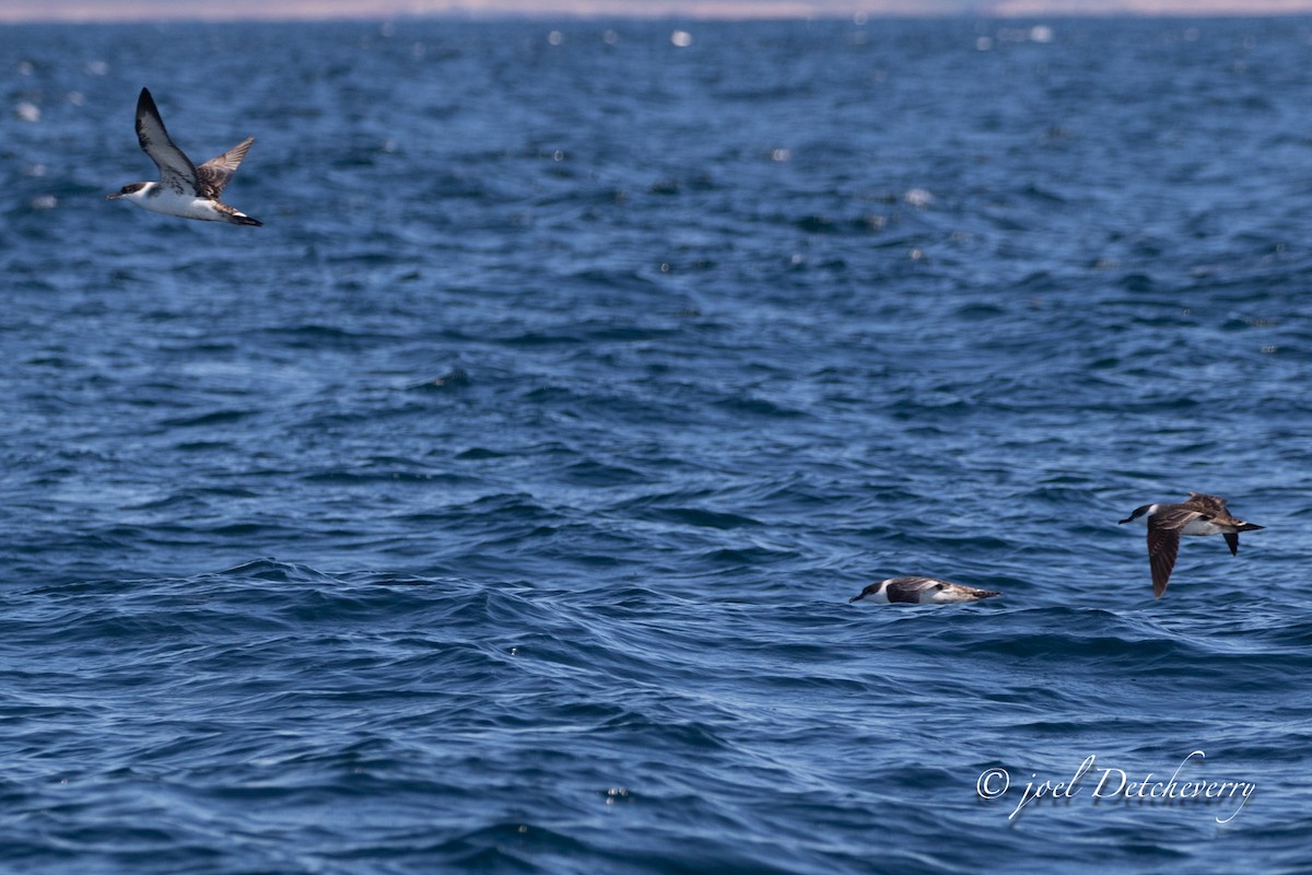 Great Shearwater - ML643492423