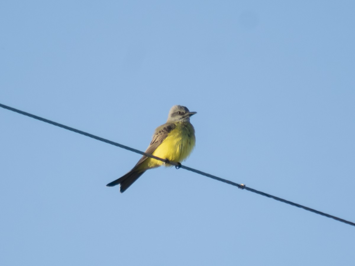 Tropical Kingbird - ML643492424